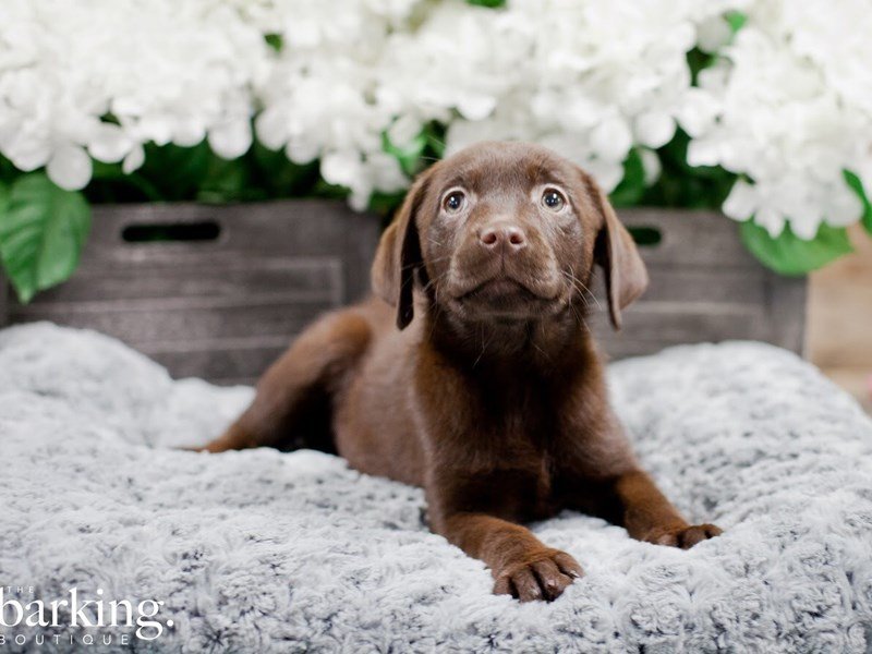 Labrador Retriever – Chocolate Chunk