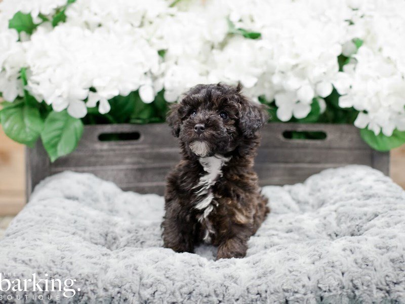 Toy Poodle – Beans