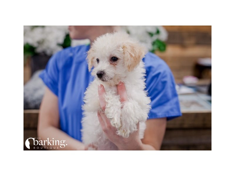 Poodle/Bichon-Female-Cream-2246339-The Barking Boutique