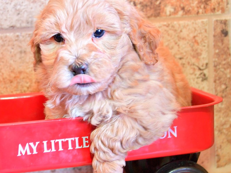 Malti Poo-Male-Red-2283649-The Barking Boutique