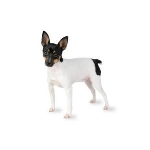 The Barking Boutique Toy Fox Terrier