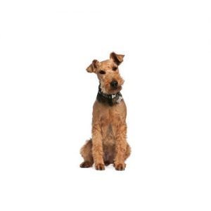 The Barking Boutique Airedale Terrier