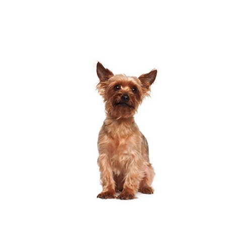 Til meditation Farmakologi genvinde Australian Terrier Puppies for Sale | Grand Rapids, MI | Barking Boutique