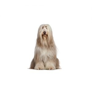 The Barking Boutique Bearded Collie