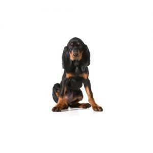 The Barking Boutique Black and Tan Coonhound