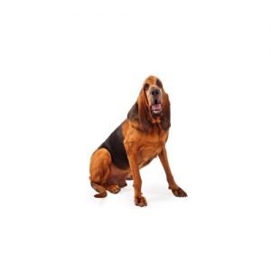 The Barking Boutique Bloodhound
