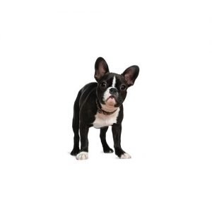 The Barking Boutique Boston Terrier