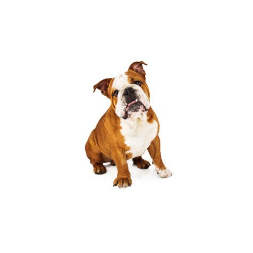English Bulldog Puppies for Sale | Grand Rapids, MI
