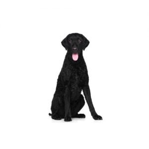 The Barking Boutique Curly-Coated Retriever