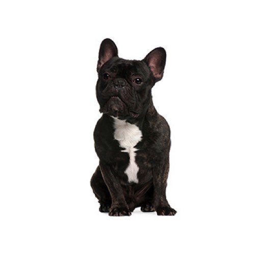 French Bulldog Puppies for Sale | Grand Rapids, MI