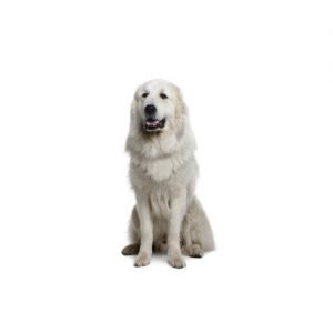 The Barking Boutique Great Pyrenees