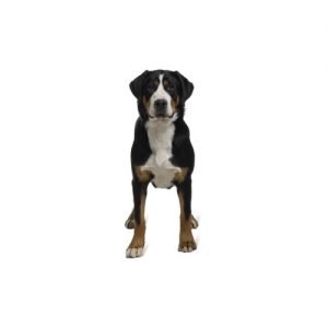 The Barking Boutique Great Swiss Mountain Dog
