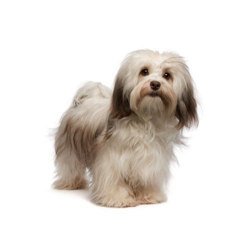Havanese Puppies - The Barking Boutique