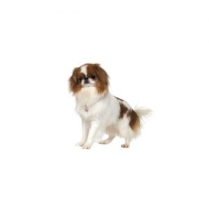 The Barking Boutique Japanese Chin