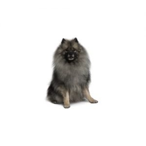 The Barking Boutique Keeshond