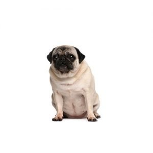 The Barking Boutique Pug
