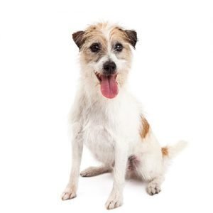 The Barking Boutique Jack Russel Terrier