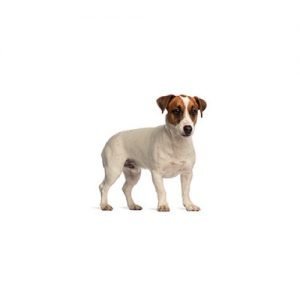 The Barking Boutique Smooth Fox Terrier