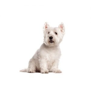 The Barking Boutique West Highland Terrier