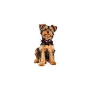The Barking Boutique Yorkshire Terrier