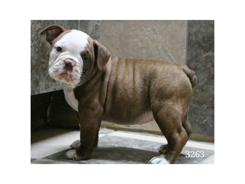 Olde Bulldog-Male-Red Brindle / White-2327793-The Barking Boutique