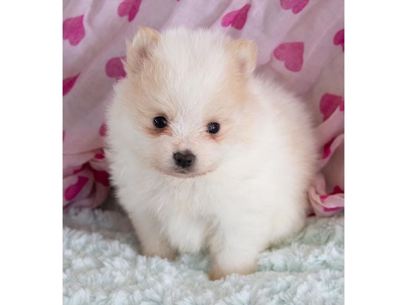 Pomeranian-DOG-Female-White / Cream-2376811-The Barking Boutique