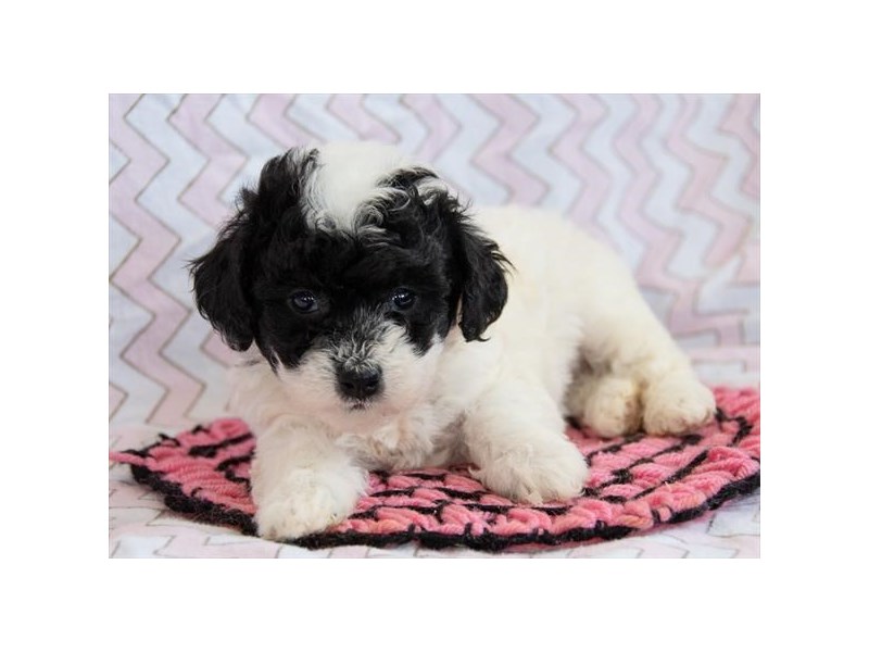 Toy Poodle-Female-Black / White-2364796-The Barking Boutique