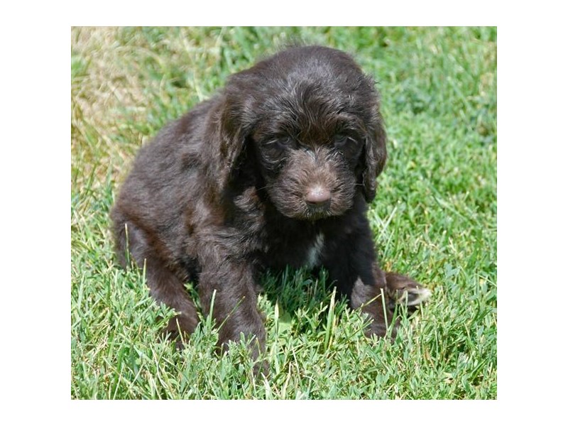 Newfiepoo-Female-Chocolate-2425265-The Barking Boutique