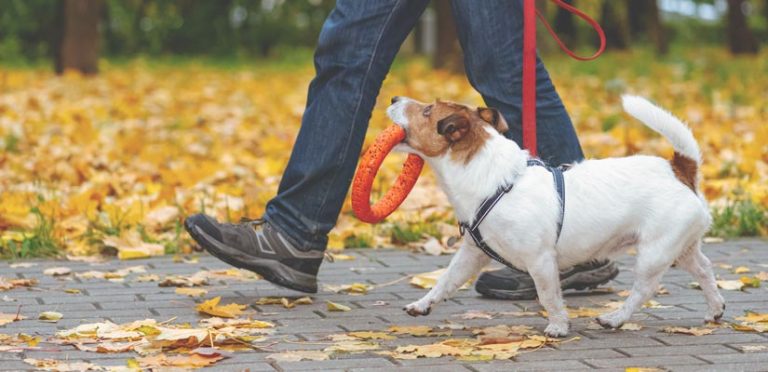 Bell method for potty training dog Clearance