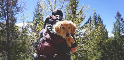 Best Dog Breeds For Hiking