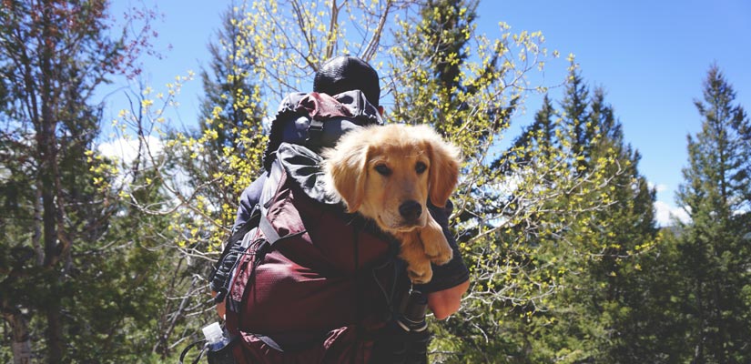 Best Dog Breeds For Hiking