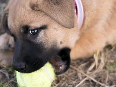 How To Break Your Puppy's Bad Habits