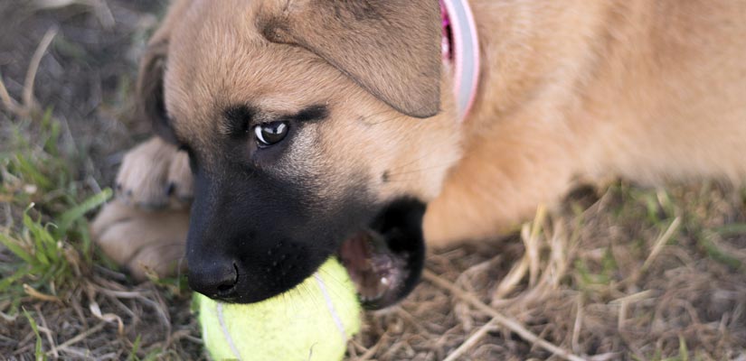 How To Break Your Puppy's Bad Habits