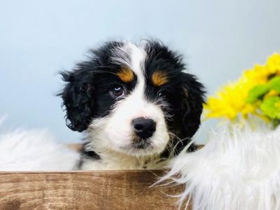Puppy Adoption Milestones Michigan