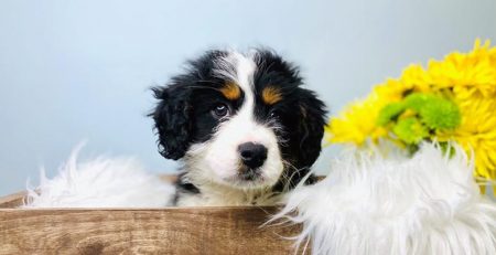 Puppy Adoption Milestones Michigan