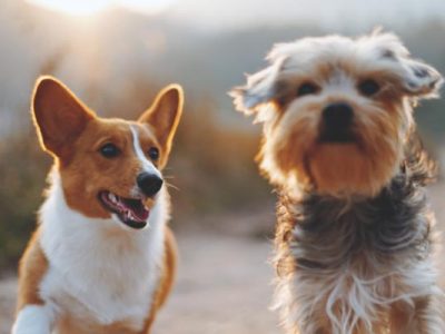 Choosing The Best Dog Breed For Adoption