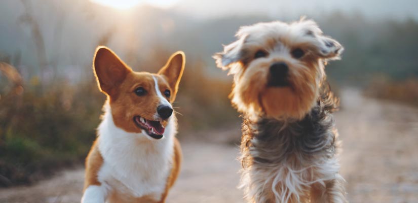 Choosing The Best Dog Breed For Adoption