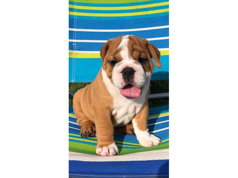 English Bulldog-Male-Red-2461724-The Barking Boutique