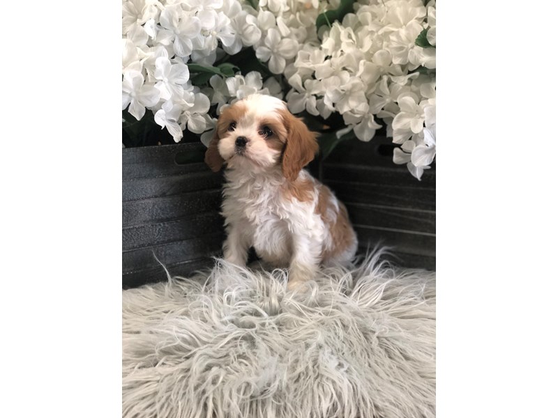 Cavachon 2nd Gen-Male-blenheim and white-2518531-The Barking Boutique