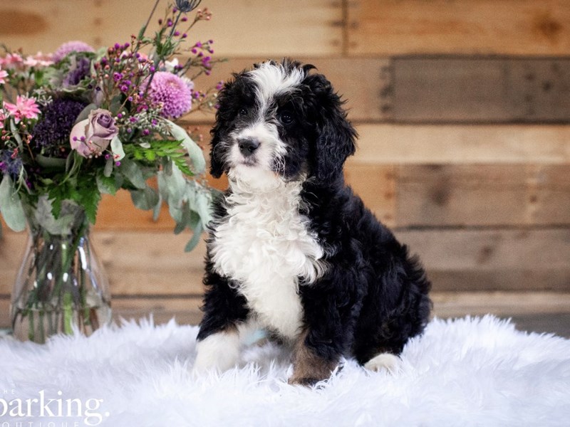 F1B Mini Bernedoodle – Belly Button