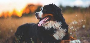 Adopt Bernese Mountain Dog