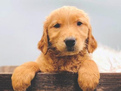 Are Golden Retrievers Good Family Dogs?
