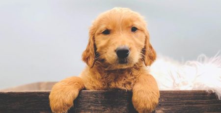 Are Golden Retrievers Good Family Dogs?
