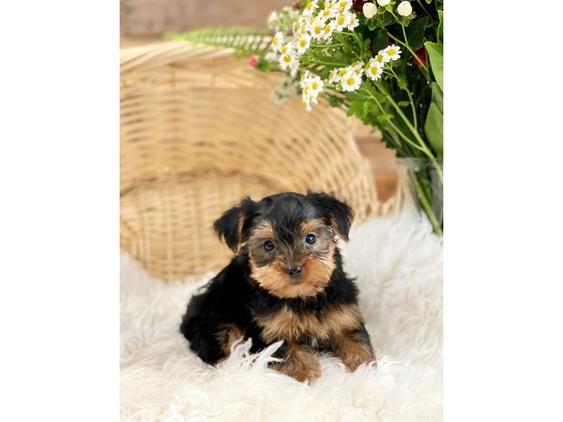 Yorkshire Terrier – Red