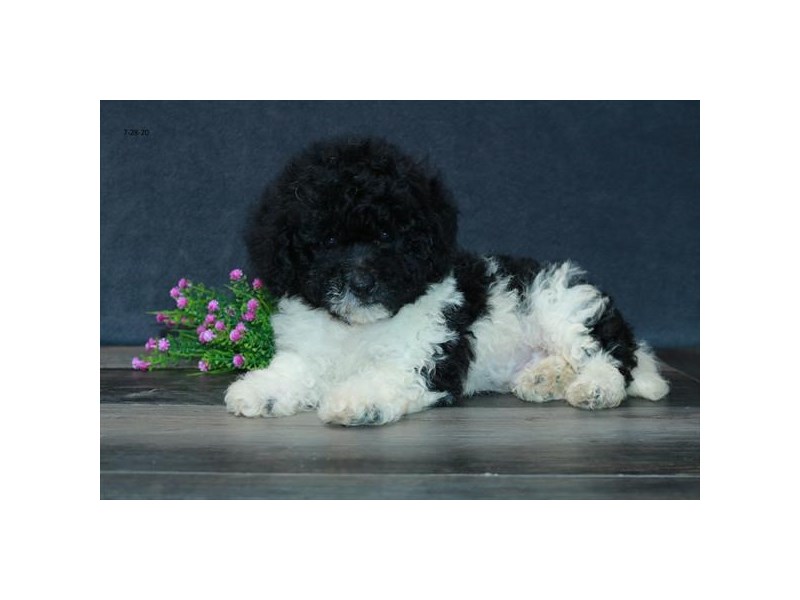 Bichon/Poodle-Male-Black / White-2798987-The Barking Boutique