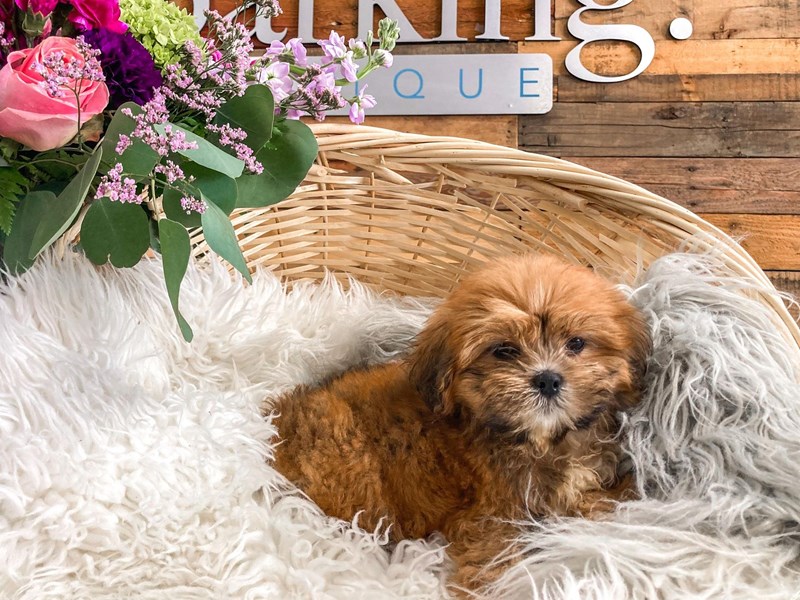 Lhasa Apso-Female-Sable-2818806-The Barking Boutique