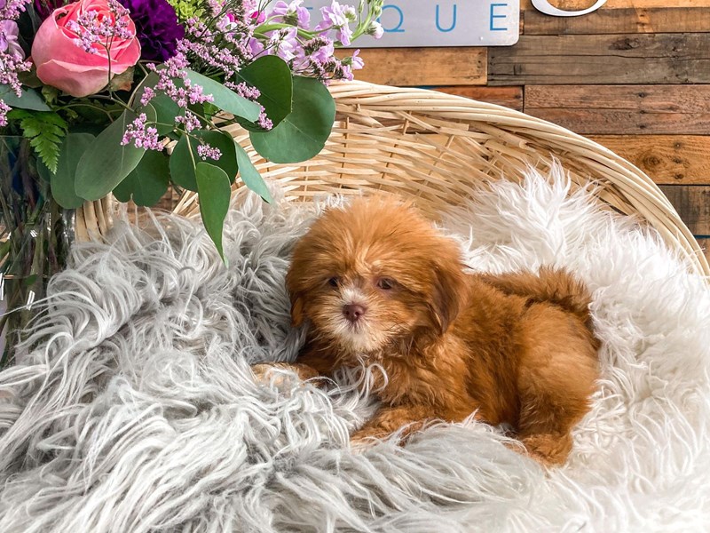 Lhasa Apso-Female-Red-2818809-The Barking Boutique