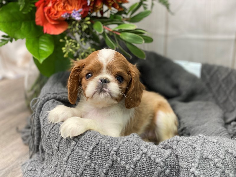 English Toy Spaniel-Female-Red / White-2873501-The Barking Boutique