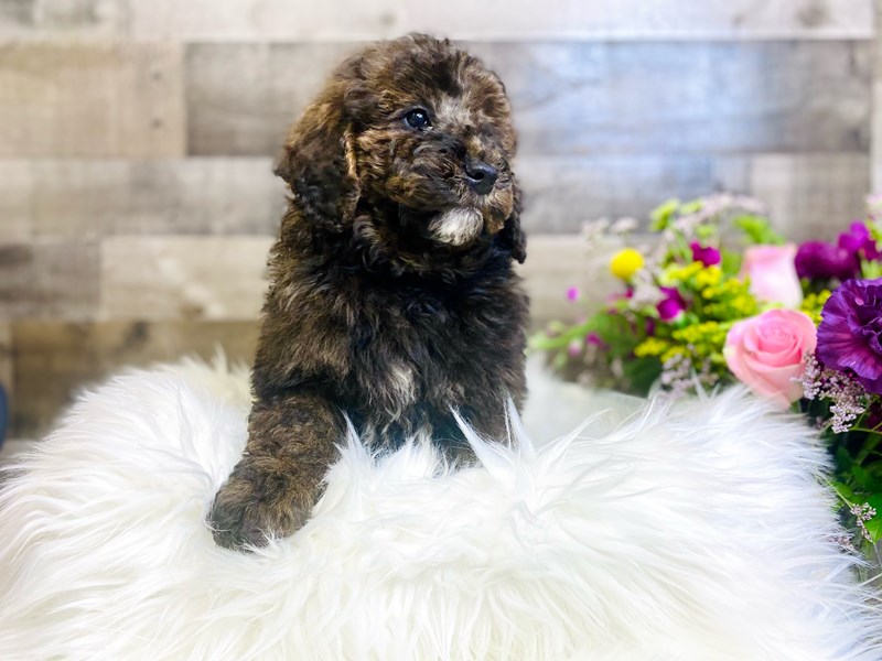 Mini Newfiepoo-Male-Chocolate Merle-2906341-The Barking Boutique