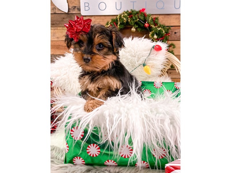 Yorkie-Female--2919312-The Barking Boutique